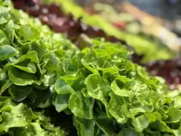 714-biocoop-voglans-magasin-alimentation-bio-salade-saison.webp